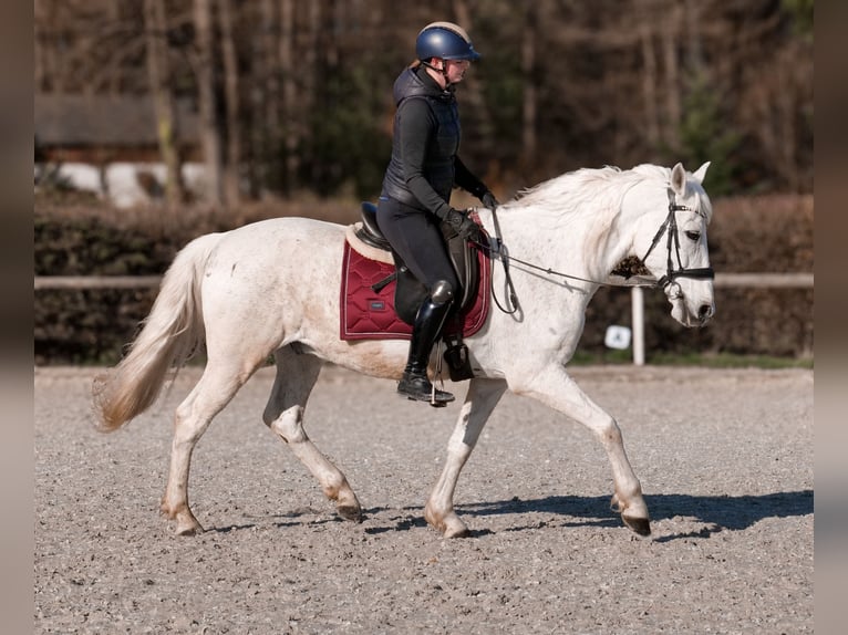 Cruzado Caballo castrado 11 años 153 cm  in Neustadt (Wied)