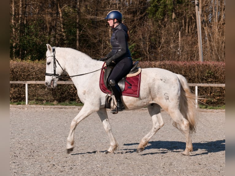 Cruzado Caballo castrado 11 años 153 cm  in Neustadt (Wied)