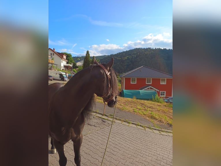Cruzado Caballo castrado 11 años 153 cm Negro in Schönau