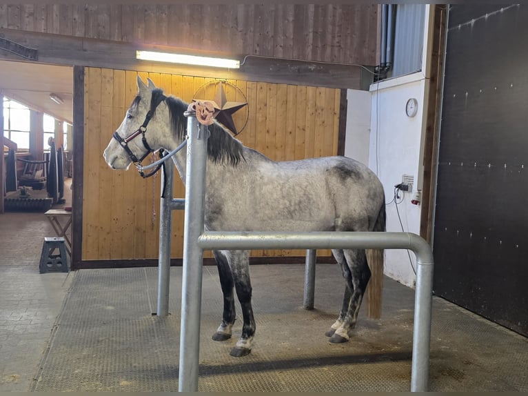 Cruzado Caballo castrado 11 años 154 cm Tordillo negro in Ueß