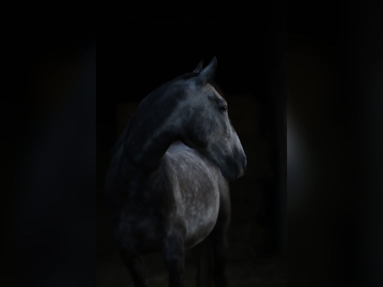 Cruzado Caballo castrado 11 años 154 cm Tordillo negro in Ueß