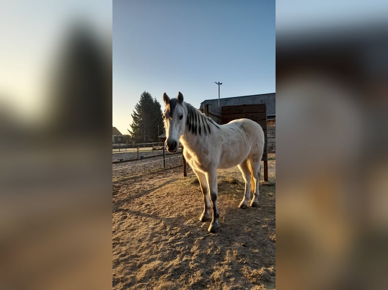 Cruzado Caballo castrado 11 años 156 cm Tordo picazo in Callenberg
