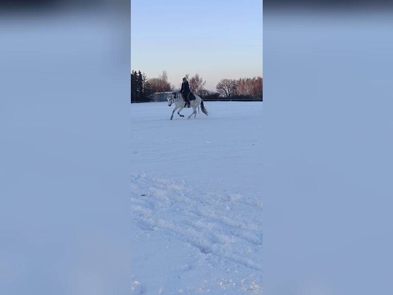 Cruzado Caballo castrado 11 años 156 cm Tordo picazo in Callenberg