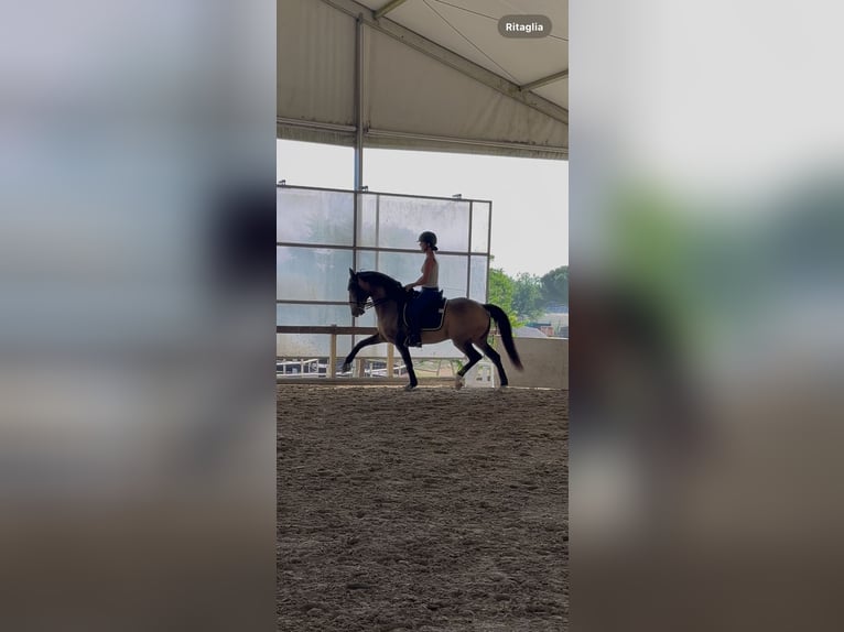 Cruzado Caballo castrado 11 años 158 cm Buckskin/Bayo in Panicale