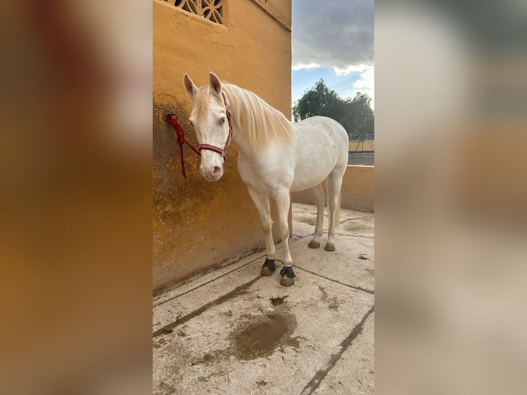 Cruzado Caballo castrado 11 años 162 cm Palomino in Málaga