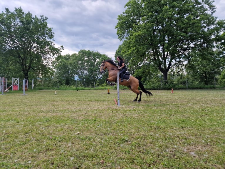Cruzado Caballo castrado 11 años 165 cm Champán in Citt&#xE0; di castello