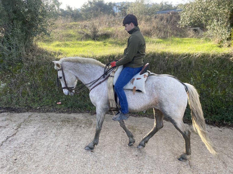 Cruzado Caballo castrado 12 años 159 cm Tordo picazo in Cabeza La Vaca
