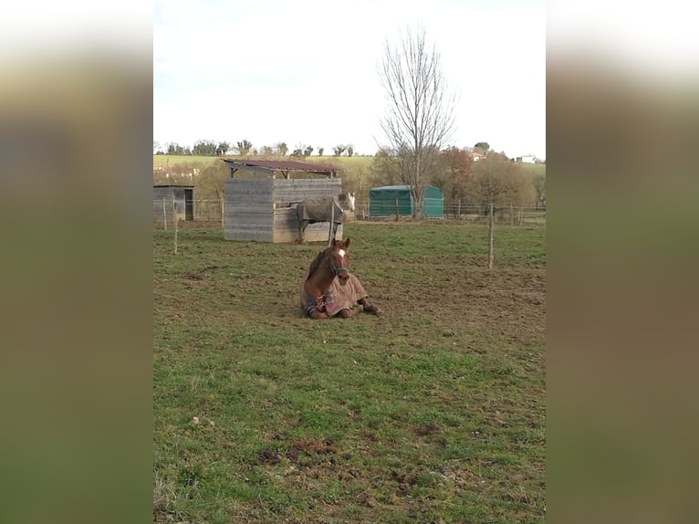 Cruzado Mestizo Caballo castrado 12 años 160 cm Alazán in L'Isle Jourdain