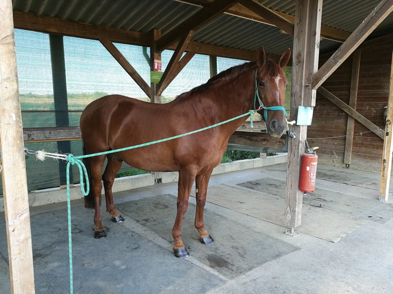 Cruzado Mestizo Caballo castrado 12 años 160 cm Alazán in L'Isle Jourdain