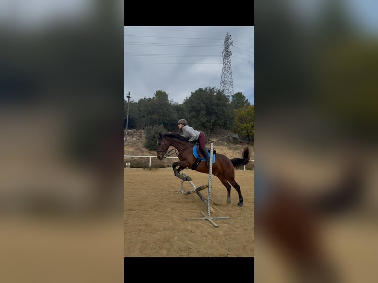 Cruzado Caballo castrado 12 años 160 cm Castaño in Vilaplana