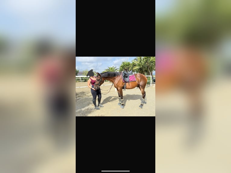 Cruzado Caballo castrado 12 años 160 cm Castaño in Vilaplana