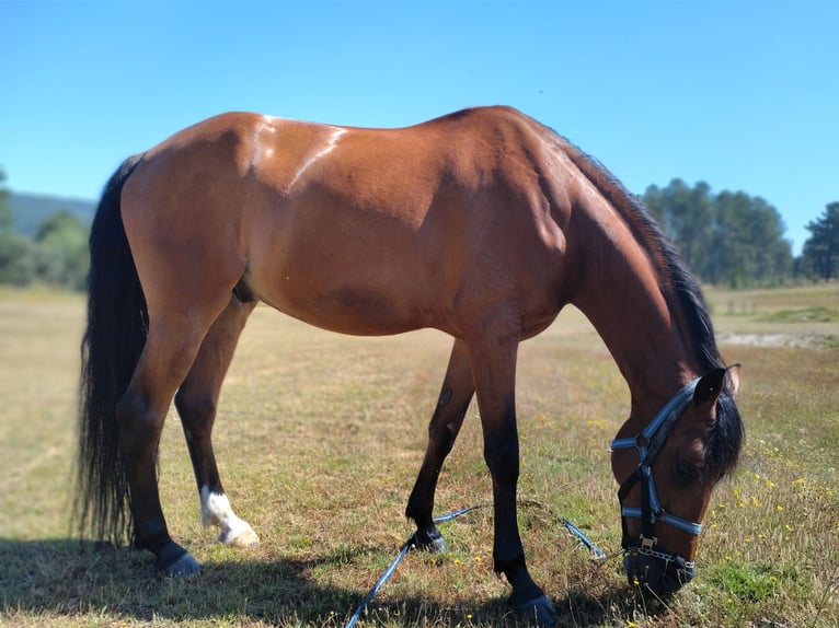Cruzado Mestizo Caballo castrado 12 años 163 cm Castaño claro in Vila Pouca de Aguiar
