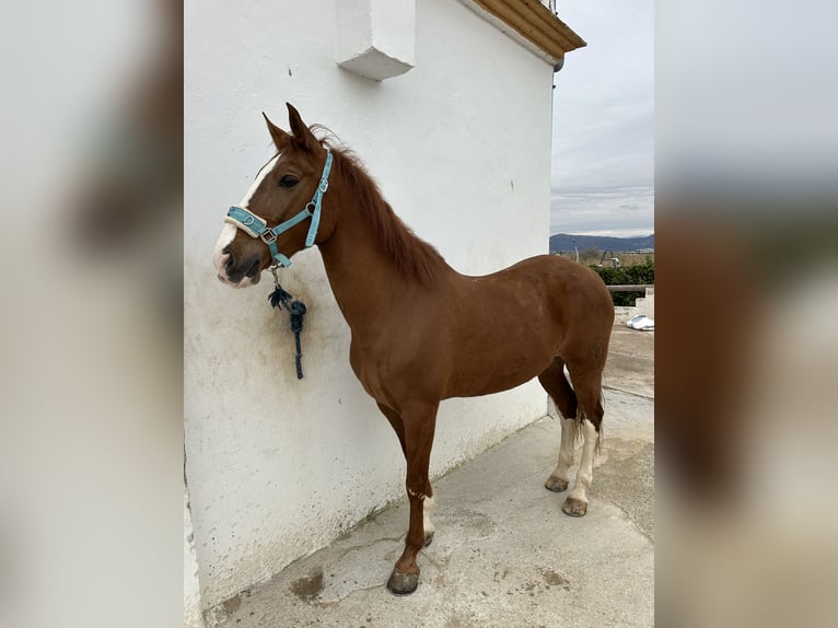 Cruzado Caballo castrado 12 años 165 cm in Sagunto