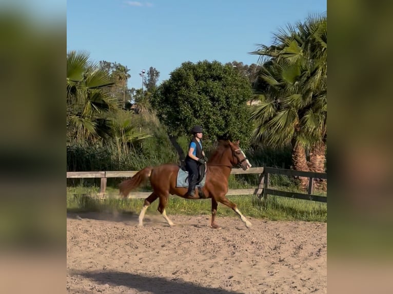 Cruzado Caballo castrado 12 años 165 cm in Sagunto