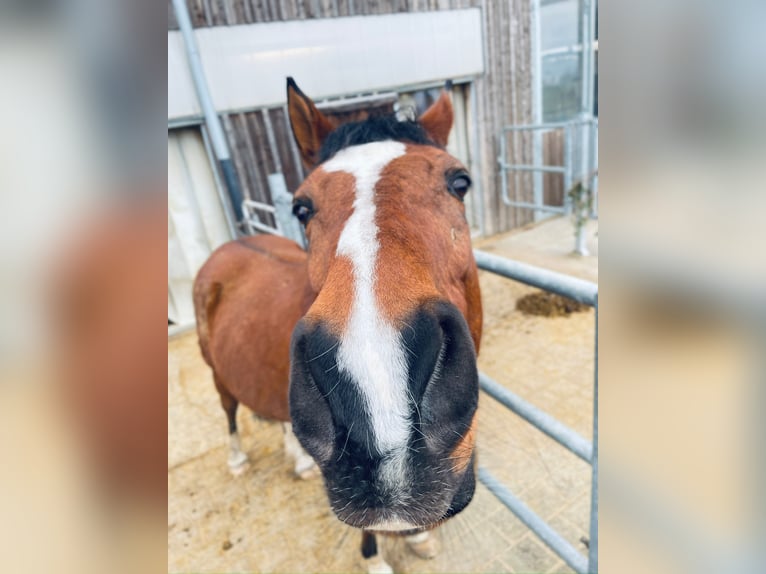 Cruzado Caballo castrado 12 años 165 cm Castaño in Meilen