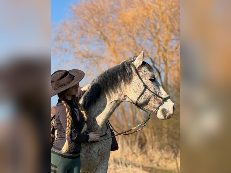 Cruzado Caballo castrado 12 años 165 cm Tordo rodado in Kletkamp