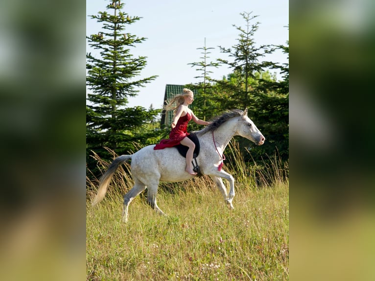 Cruzado Caballo castrado 12 años 165 cm Tordo rodado in Kletkamp