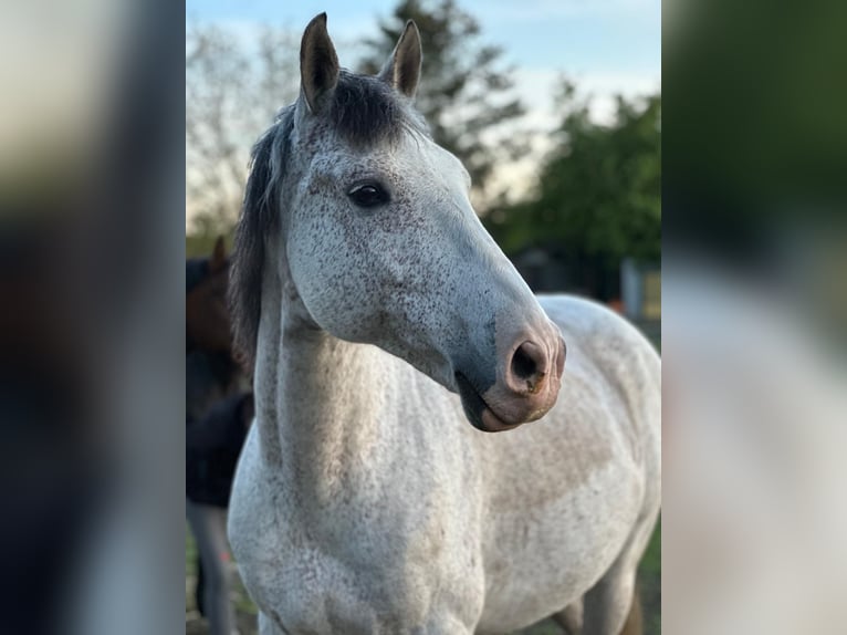 Cruzado Caballo castrado 12 años 165 cm Tordo rodado in Kletkamp