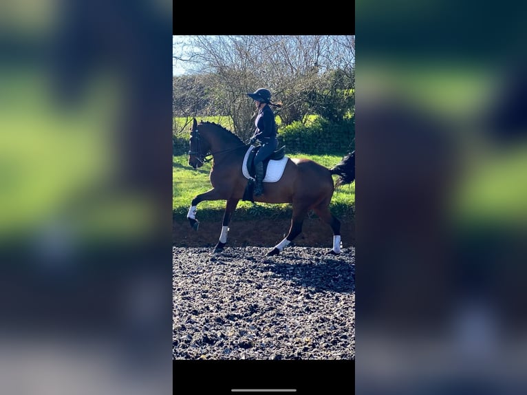 Cruzado Caballo castrado 12 años 170 cm Castaño in Santander