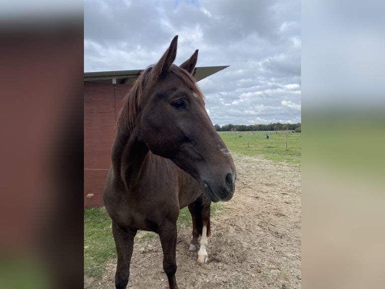 Cruzado Caballo castrado 12 años 176 cm Alazán-tostado in Quakenbrück