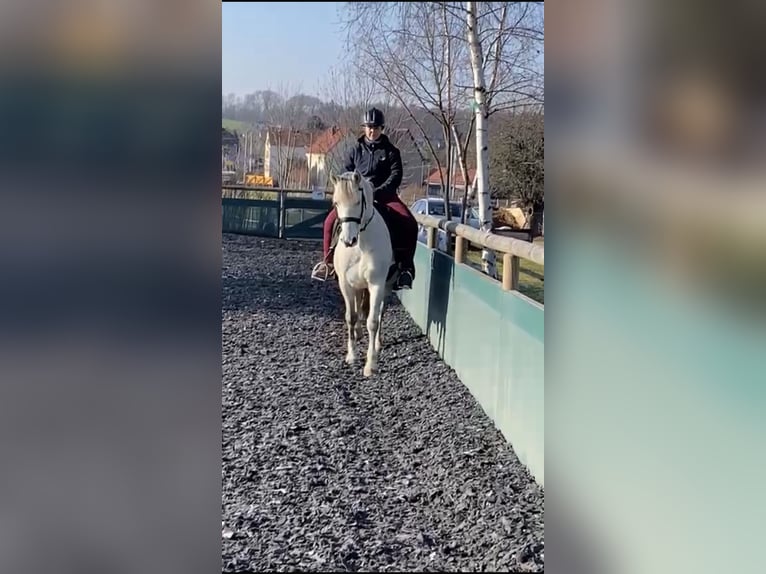 Cruzado Caballo castrado 13 años 148 cm Tordo in Dresden