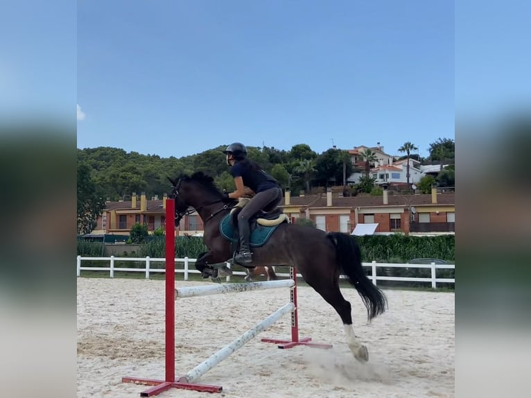 Cruzado Caballo castrado 13 años 149 cm Negro in Blanes