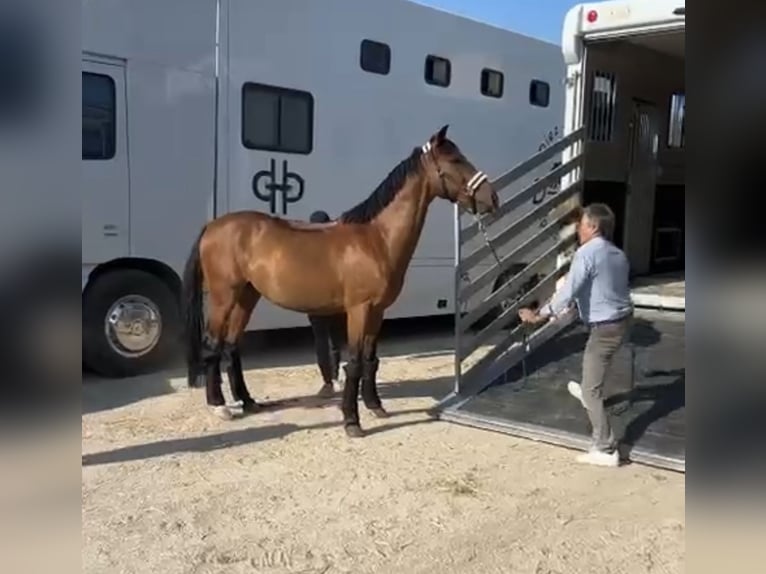 Cruzado Caballo castrado 13 años 160 cm Castaño in Sangonera La Verde