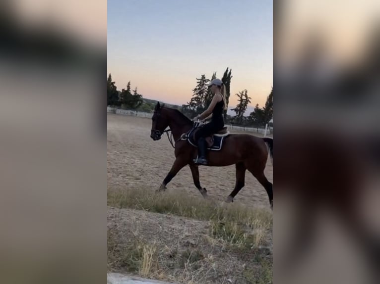 Cruzado Caballo castrado 13 años 160 cm Castaño in Sangonera La Verde