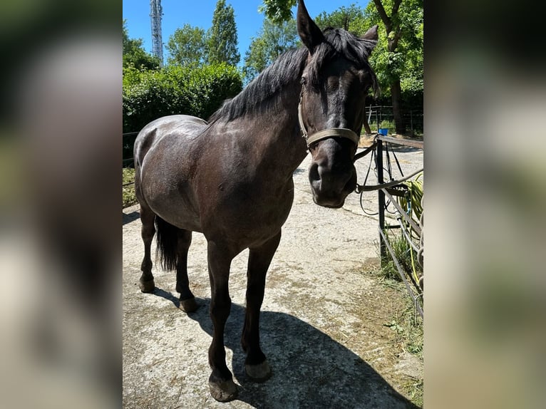 Cruzado Caballo castrado 13 años 160 cm Ruano azulado in Irun