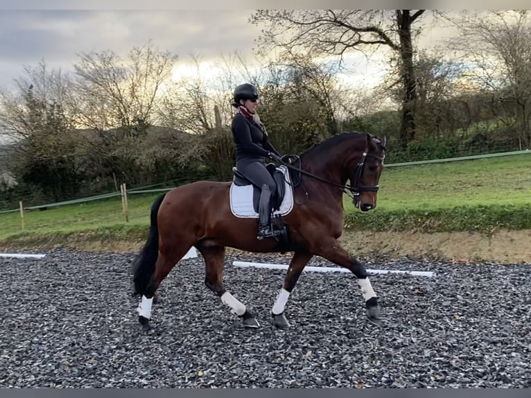 Cruzado Caballo castrado 13 años 170 cm Castaño in Santander