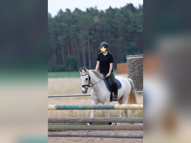 Cruzado Caballo castrado 14 años 163 cm Tordo in Abenberg