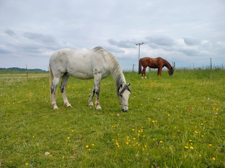 Cruzado Caballo castrado 15 años 143 cm Tordo rodado in Furth