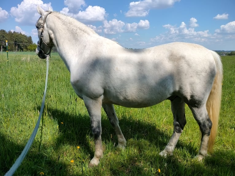 Cruzado Caballo castrado 15 años 143 cm Tordo rodado in Furth