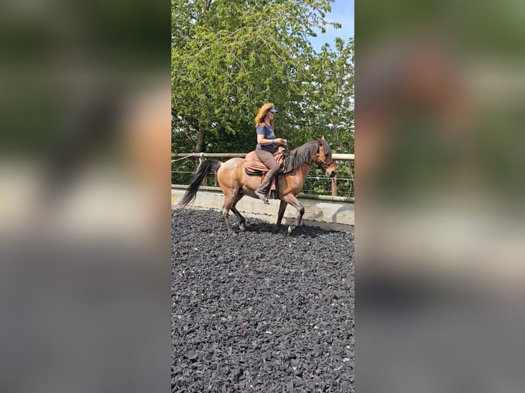 Cruzado Caballo castrado 15 años 153 cm Castaño-ruano in Haiterbach
