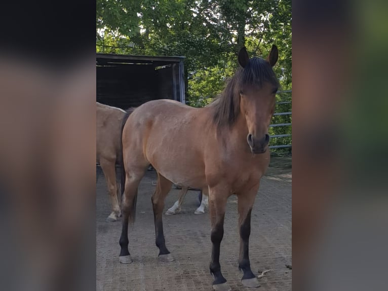 Cruzado Caballo castrado 15 años 153 cm Castaño-ruano in Haiterbach