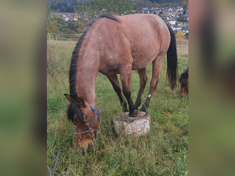 Cruzado Caballo castrado 15 años 153 cm Castaño-ruano in Haiterbach