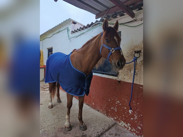 Cruzado Caballo castrado 15 años 163 cm Alazán in Griñon