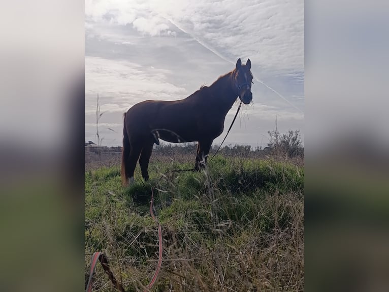 Cruzado Caballo castrado 15 años 163 cm Alazán in Griñon