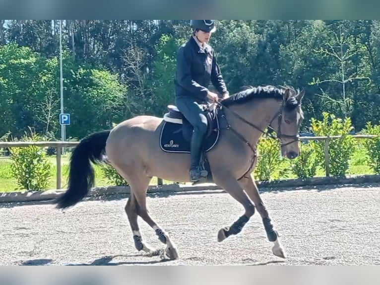 Cruzado Caballo castrado 16 años 160 cm Bayo in Vigo