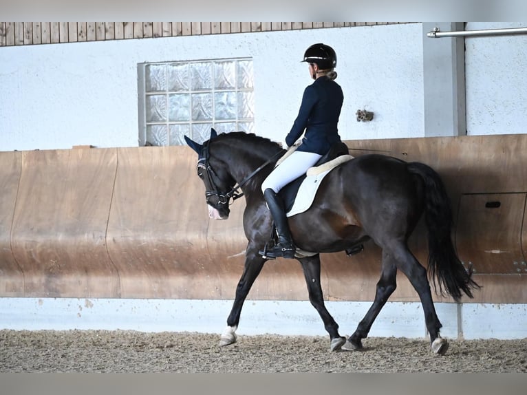 Cruzado Caballo castrado 17 años 148 cm  in Schwenningen
