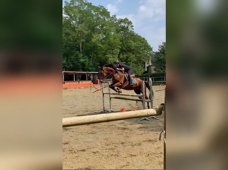Cruzado Caballo castrado 17 años 182 cm Castaño in Olot