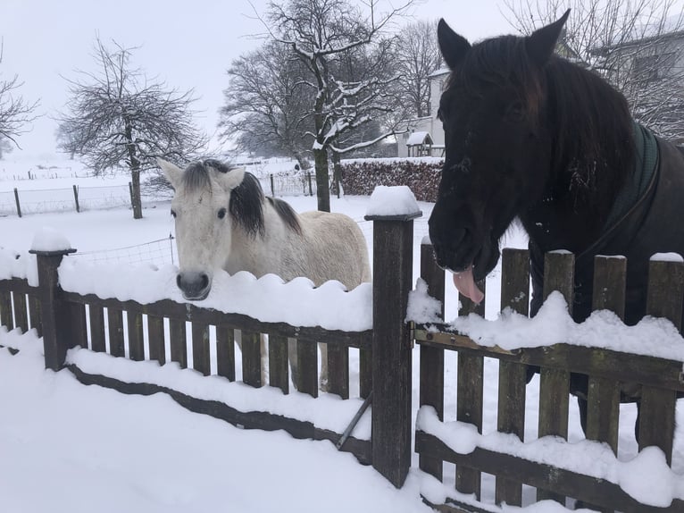 Cruzado Caballo castrado 18 años 153 cm Castaño rojizo in Stolberg (Rheinland)