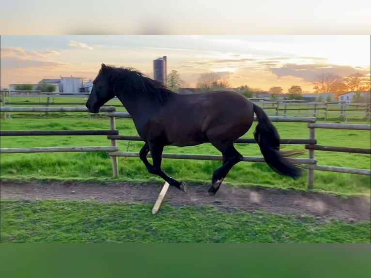 Cruzado Caballo castrado 18 años 153 cm Castaño rojizo in Stolberg (Rheinland)