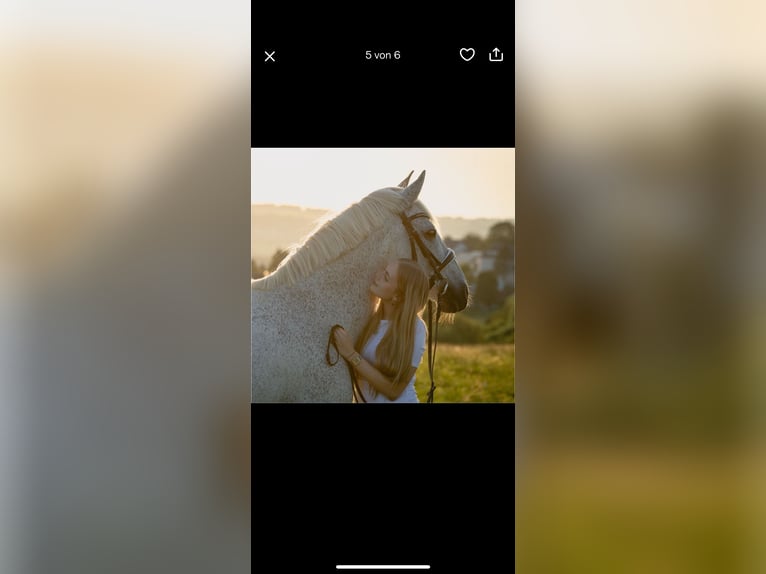 Cruzado Caballo castrado 19 años 156 cm Tordo picazo in Trier