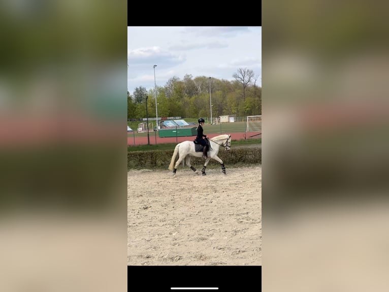 Cruzado Caballo castrado 19 años 156 cm Tordo picazo in Trier