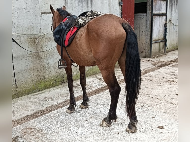 Cruzado Caballo castrado 19 años 157 cm Castaño in Hondarribia