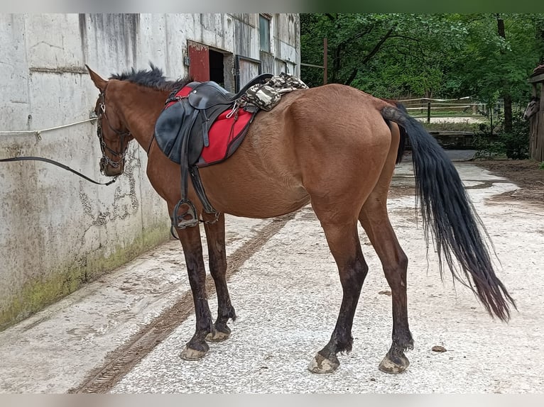 Cruzado Caballo castrado 19 años 157 cm Castaño in Hondarribia