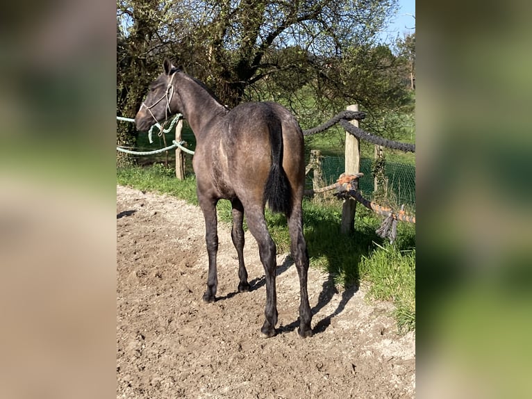 Cruzado Caballo castrado 1 año Tordo in Poligono Industrial A Gandara