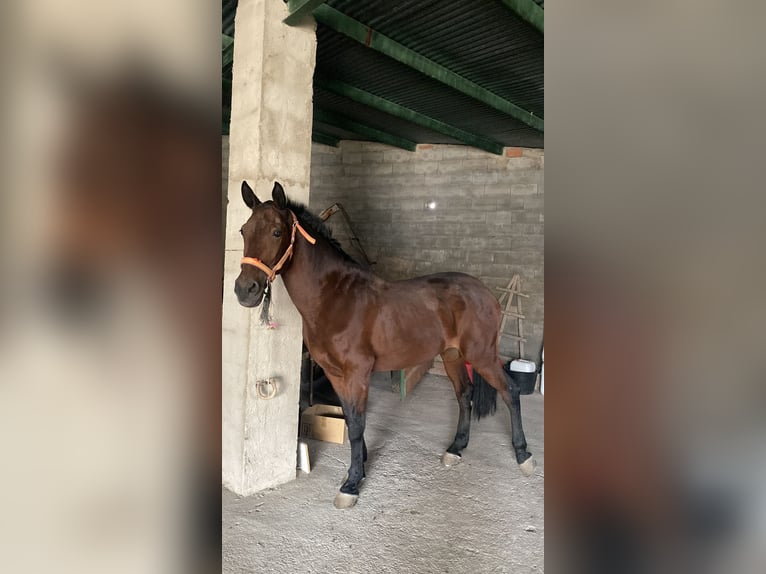 Cruzado Mestizo Caballo castrado 20 años 160 cm Castaño rojizo in Tazona