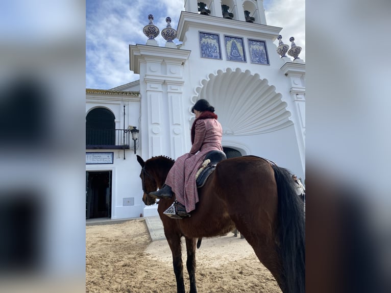 Cruzado Mestizo Caballo castrado 20 años 160 cm Castaño rojizo in Tazona